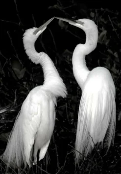 Plakat, Doing the dance