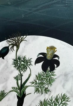 Plakat, Flora Danica IIII