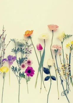 Plakat, From the bliss